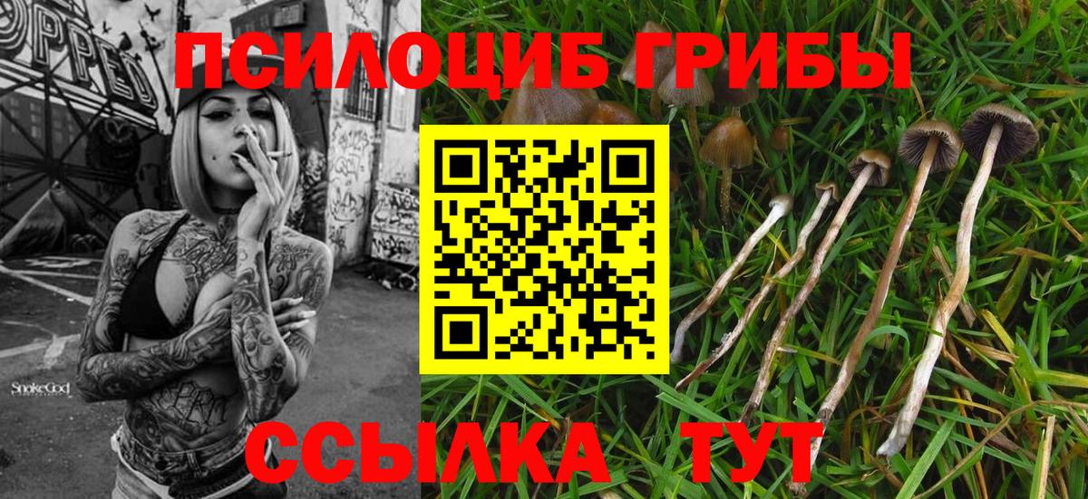 Псилоцибиновые грибы Psilocybine cubensis Россошь